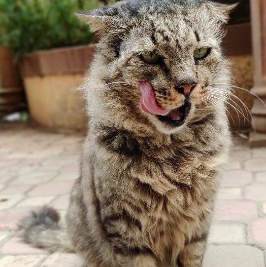 Raja