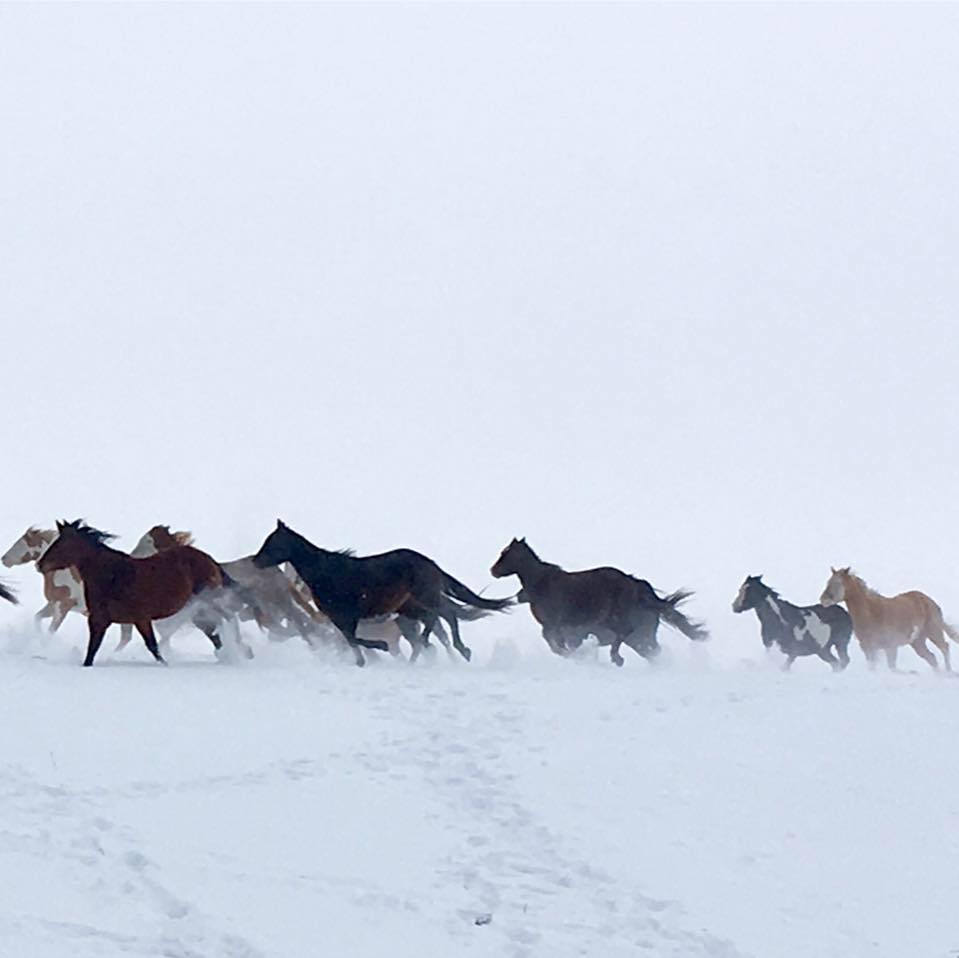 Sinclair's Flying S Ranch/ Horses, Harmony & Balance