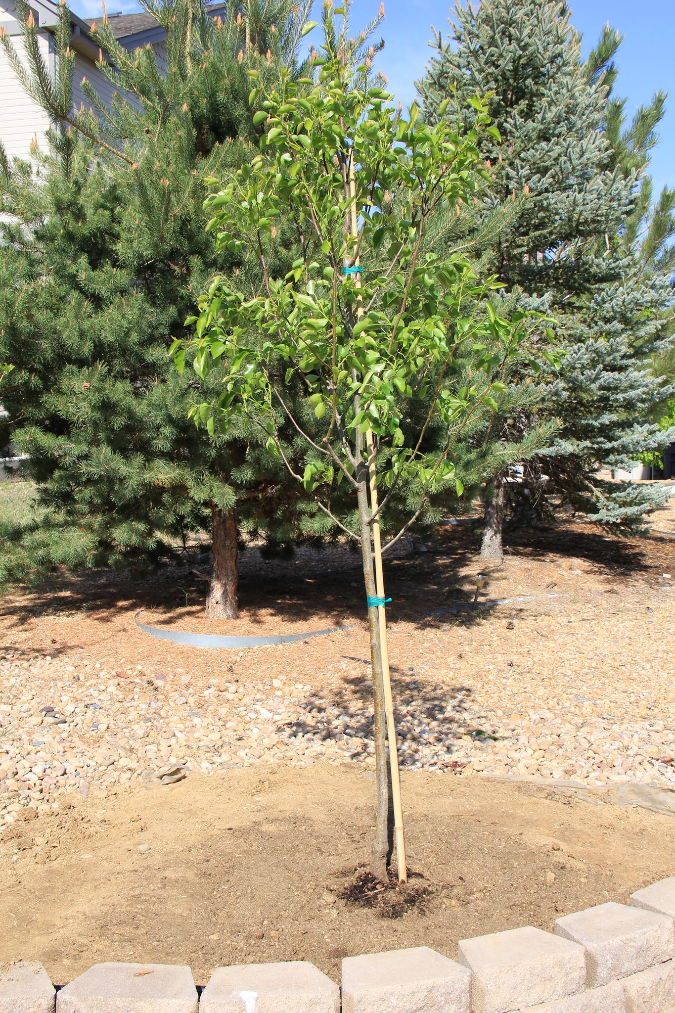Dylan's Tree- Making A Difference for Dylan