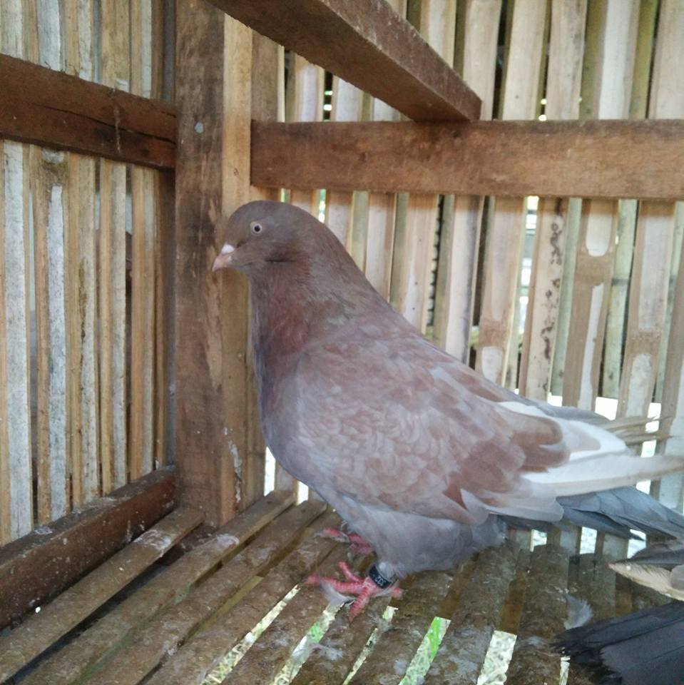 American Giant Runt Pigeon - James Franco Coop & Loft