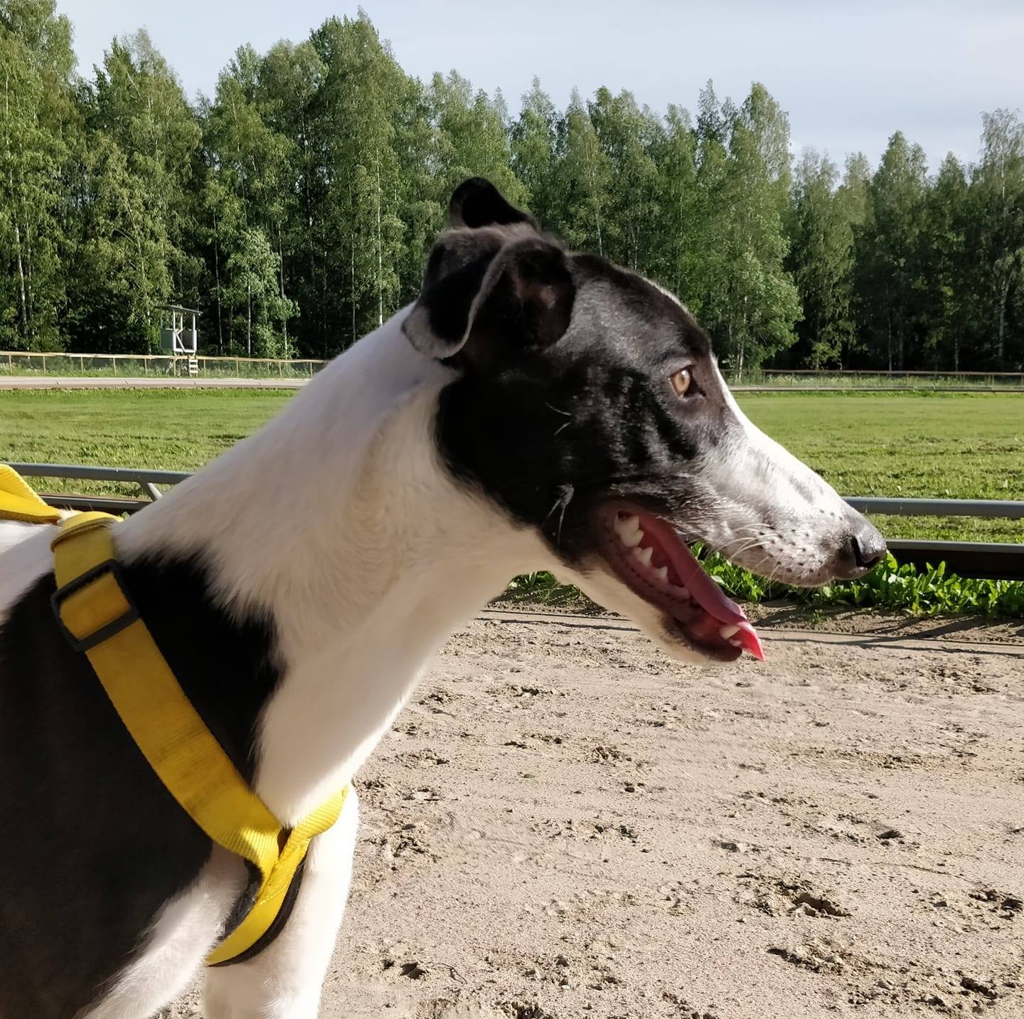 Vili villi greyhound -Great Mogul-