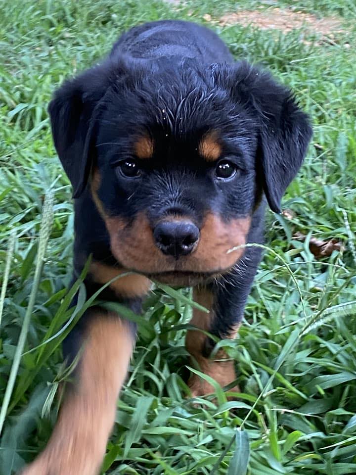 Von Der Preis Rottweilers - Now Prima von der Preis almost e months has ...