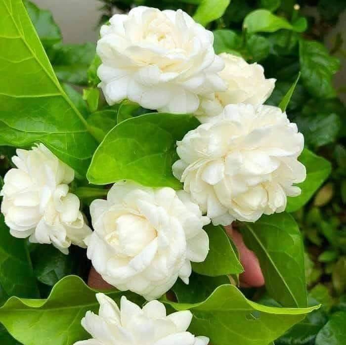 Jaffer
