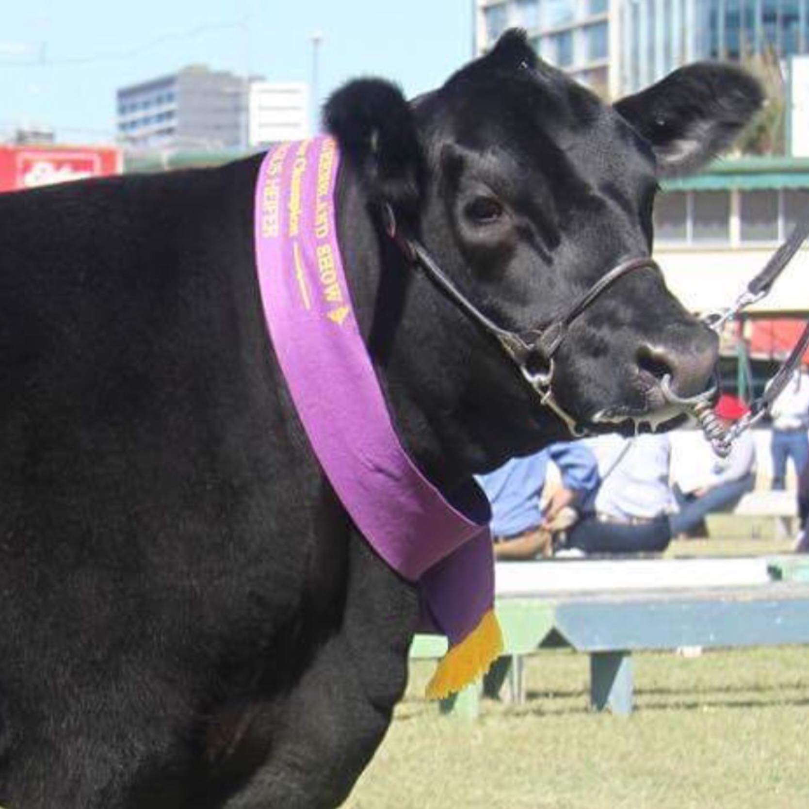 Ruby Ridge Angus | Kingaroy QLD