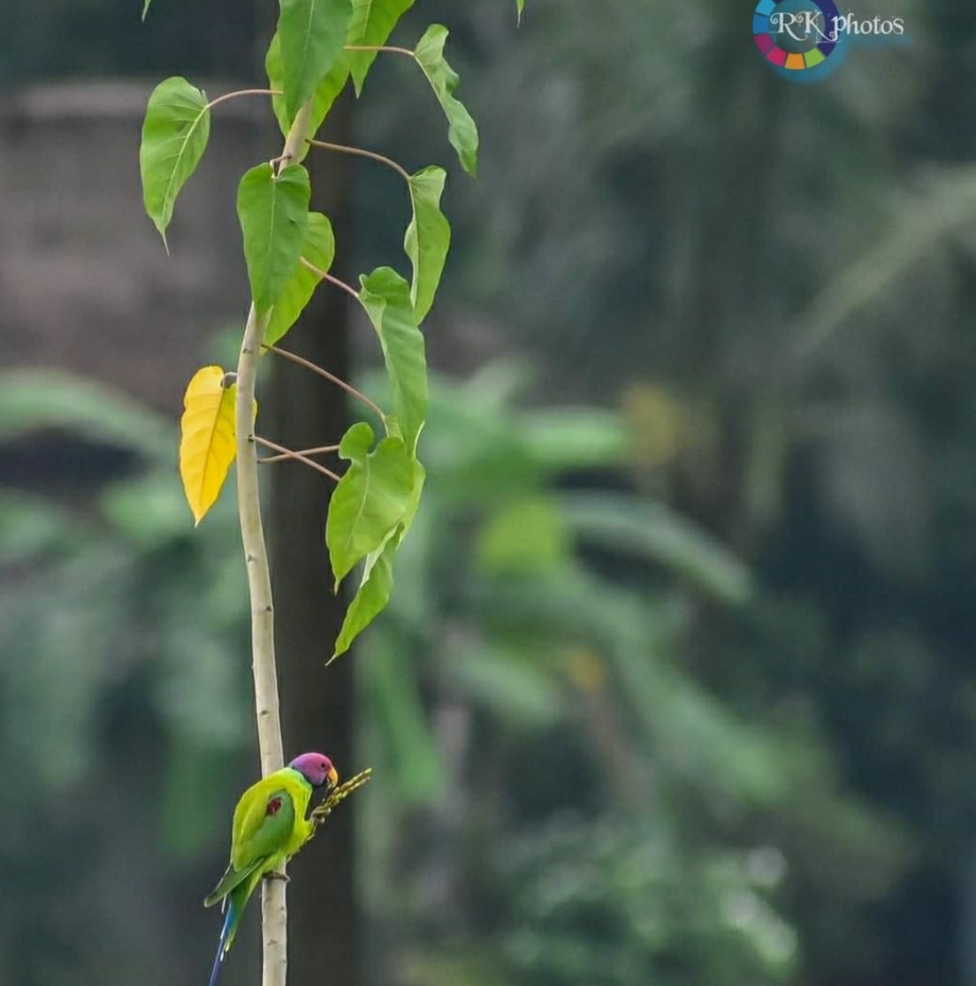 Rajib Rk | Contai