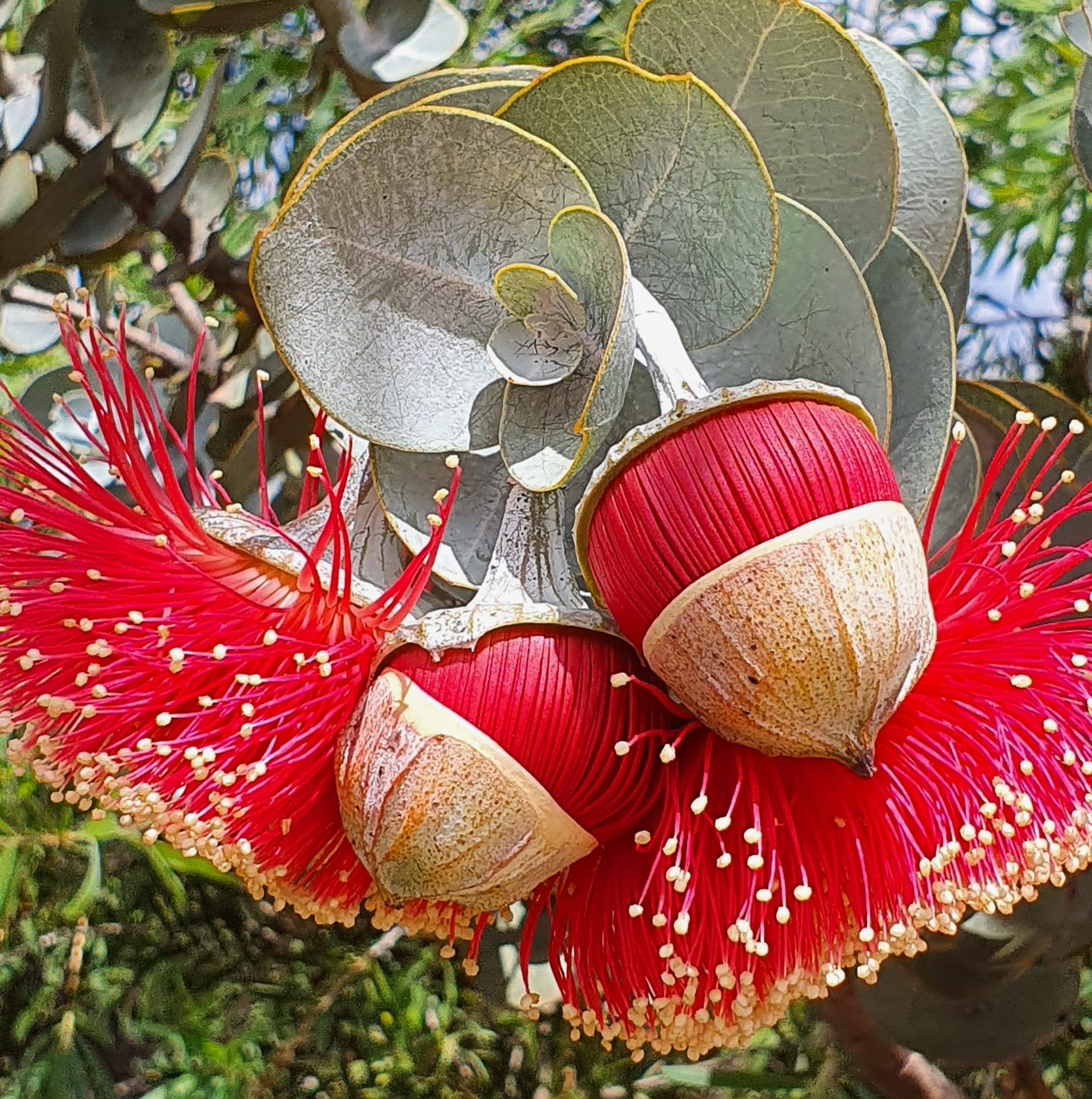 Three Springs Wildflower Show and Art Exhibition