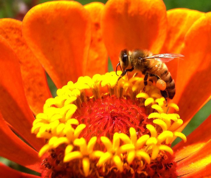 Michigan Bee Identification Guide