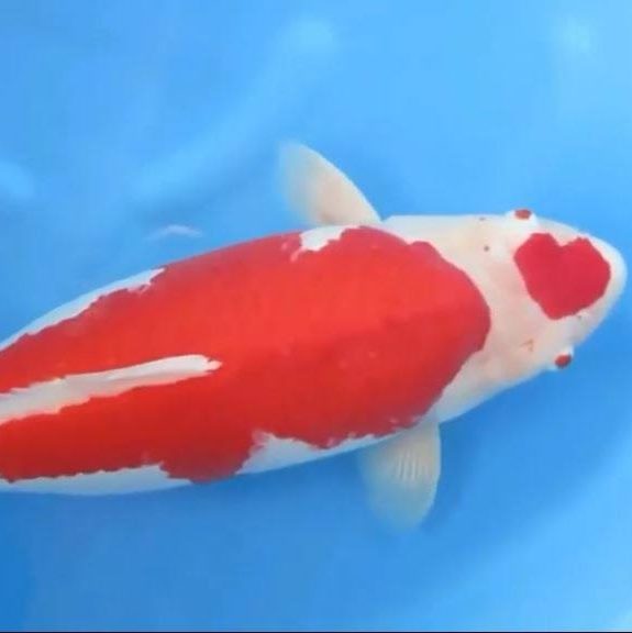 BaHi Fish