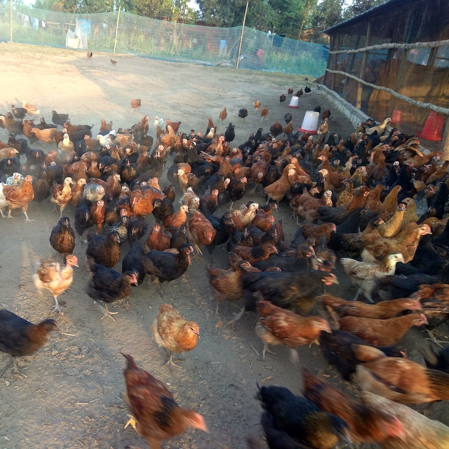 Beldandi Poultry and agriculture farm