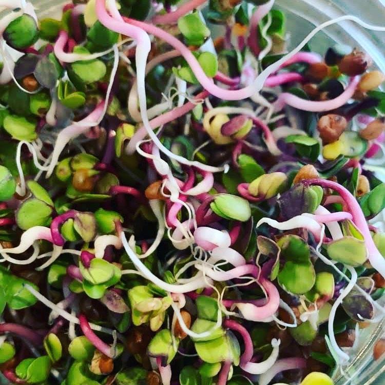 All About Sprouts - Chives from the garden - spring is starting! Plus ...