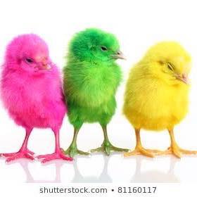 Al Rahman Poultry services