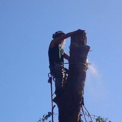 Jake's Tree Specialists' | Newcastle NSW