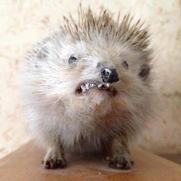 Taxidermia Culera