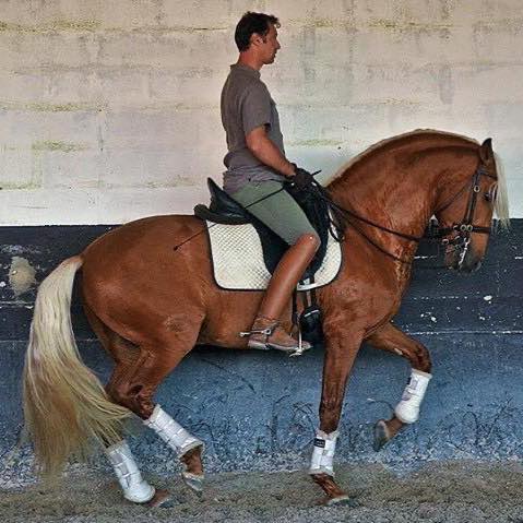Gonçalo Linhas classical rider