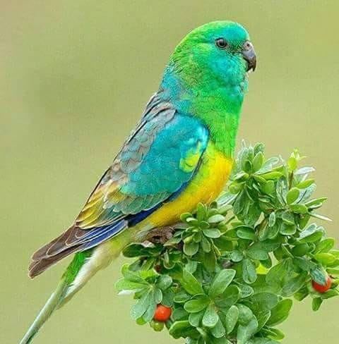 Rifat Birds Emperor Jamalpur - RBEJ | Jamalpur Sadar Upazila