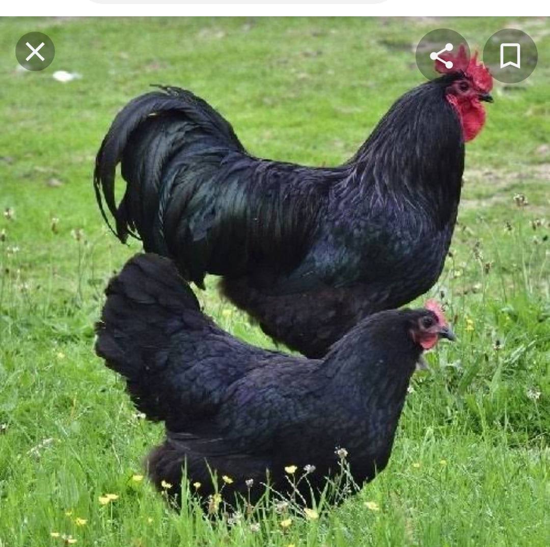 M Hassan Australorp hens