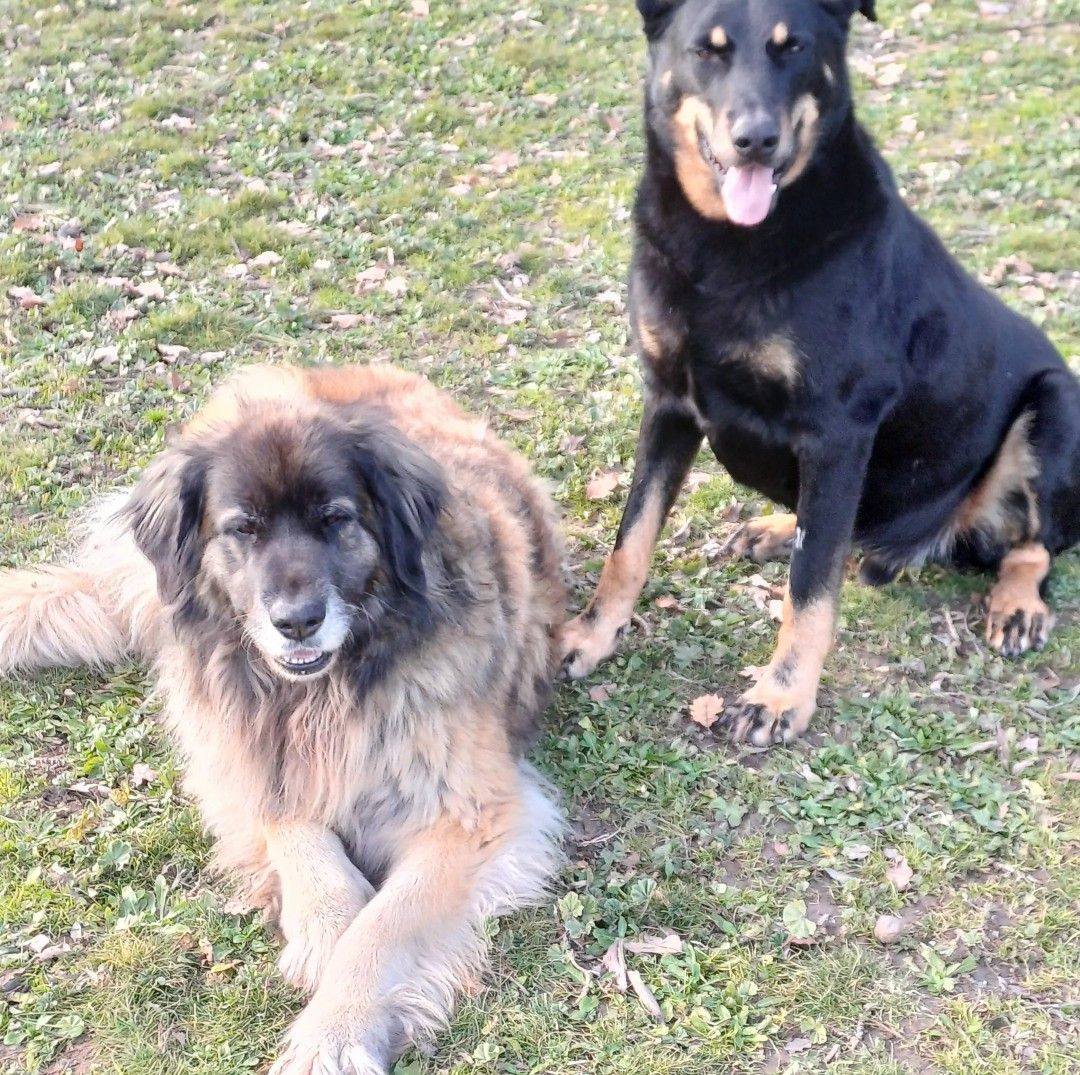 chien sympa ? ou harceleur ? #chien #educationcanine #educateurcanin # ...