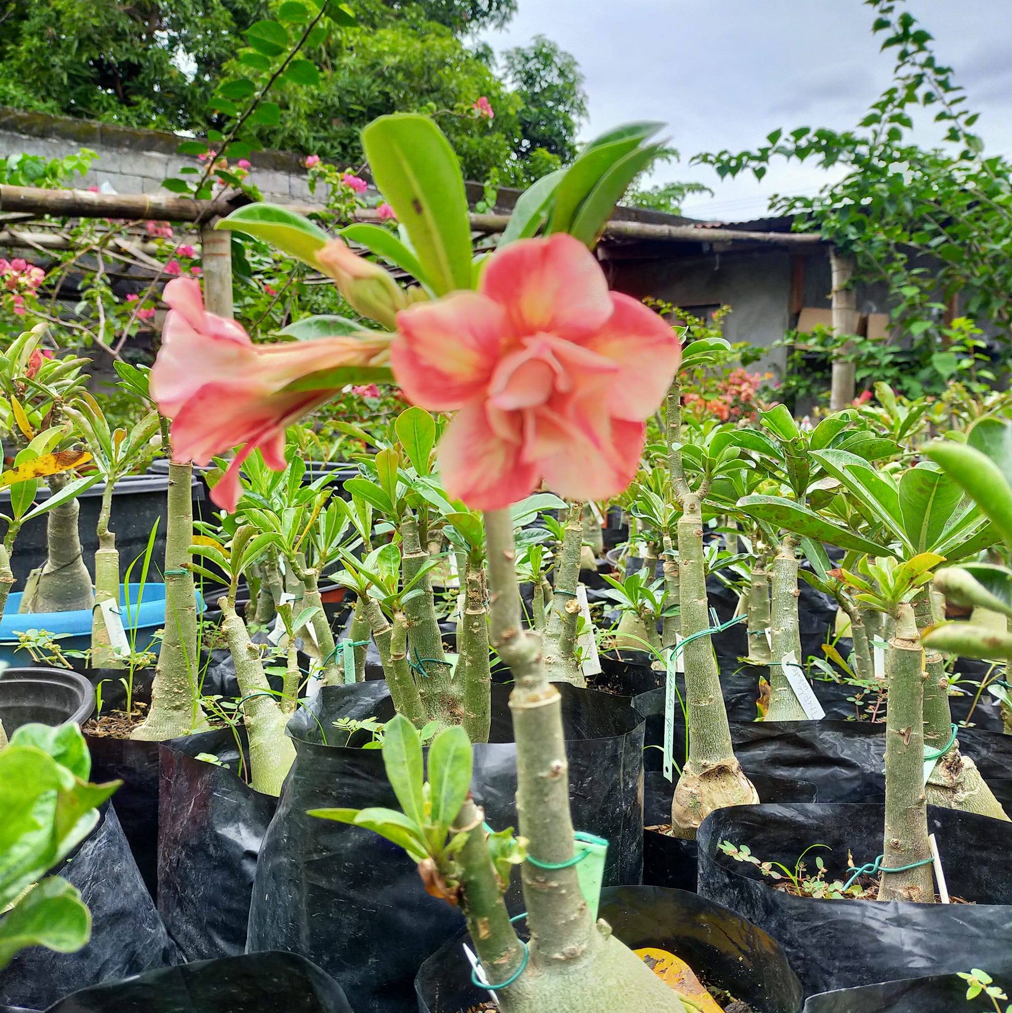 Angela nicoles garden