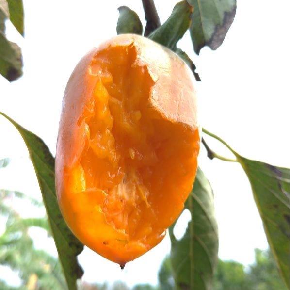 e甸園的果子