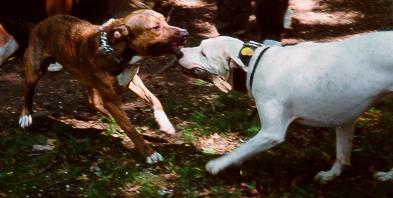 Pet Talk Radio with the Coltenbacks