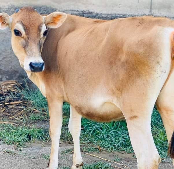 afaq-dairy-form-swabi