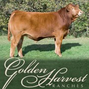 Golden Harvest Ranches - Limousin | Sherwood Park AB