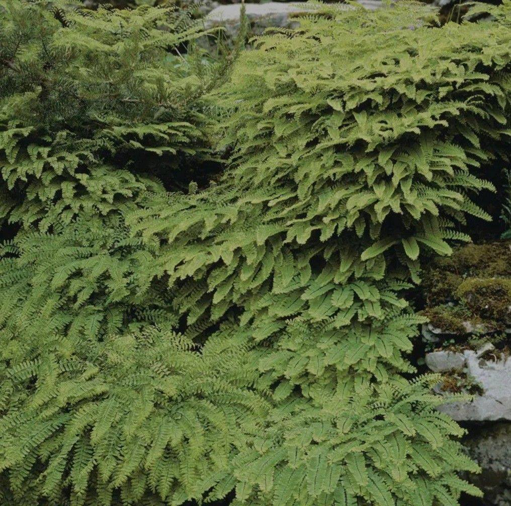 Alaskan Haida Alphabet L Pronunciation: “llll” — a soft, voiced L sound ...