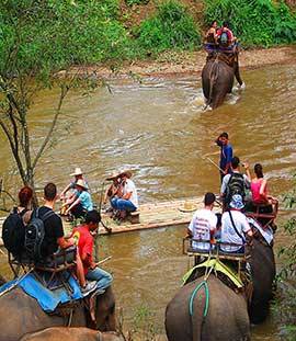 Chokchai elephant camp Chiang Mai : a nightmare for baby elephants