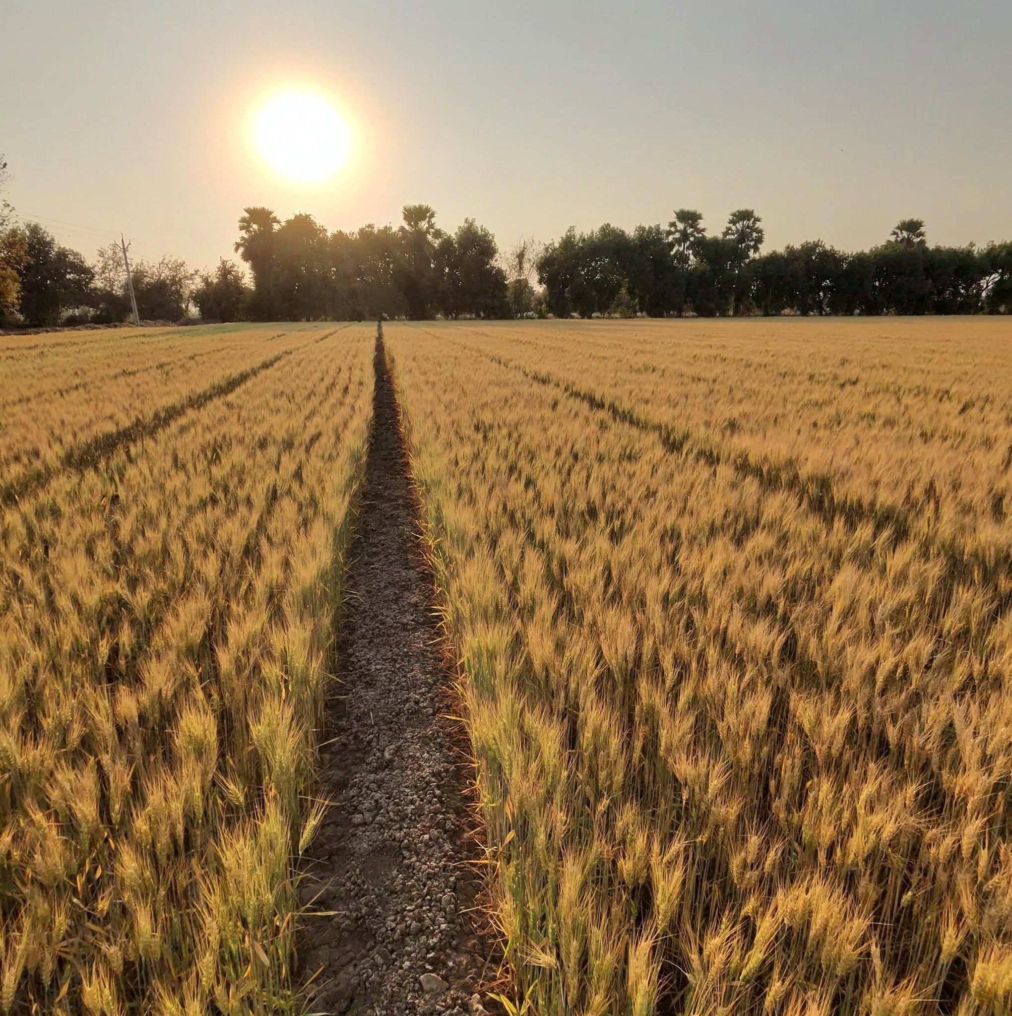 Indian Society of... - IARI Wheat Improvement Program | Facebook