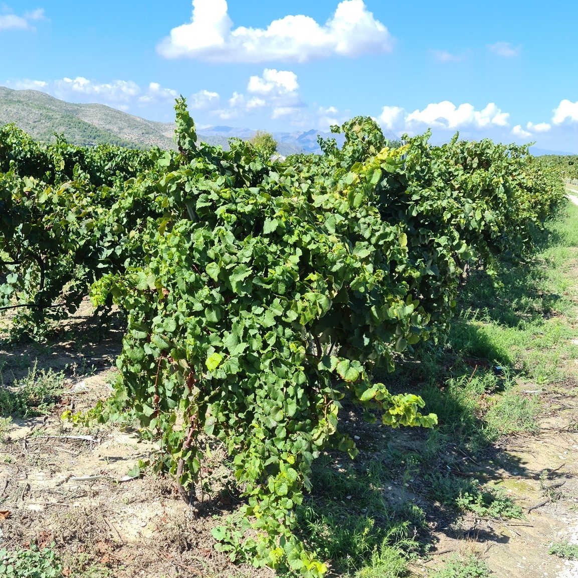 Finca Mont Roig - Pedreguer | Pedreguer