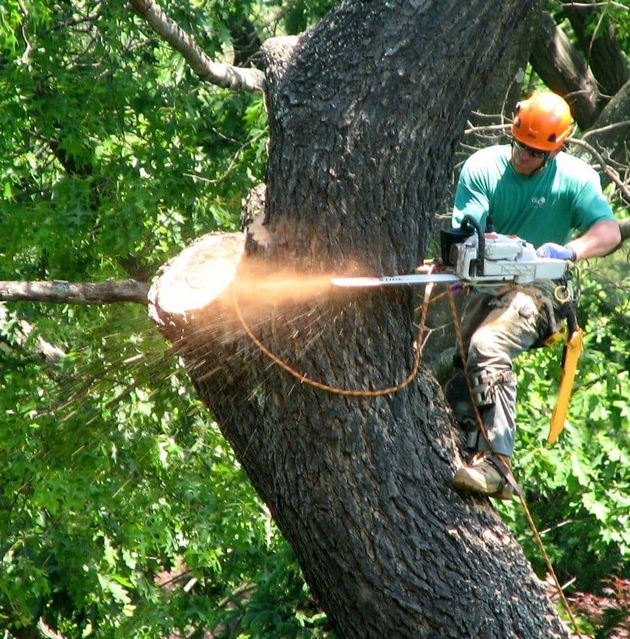 AMG Trees,landscaping& Renovations Llc | Fort Myers FL