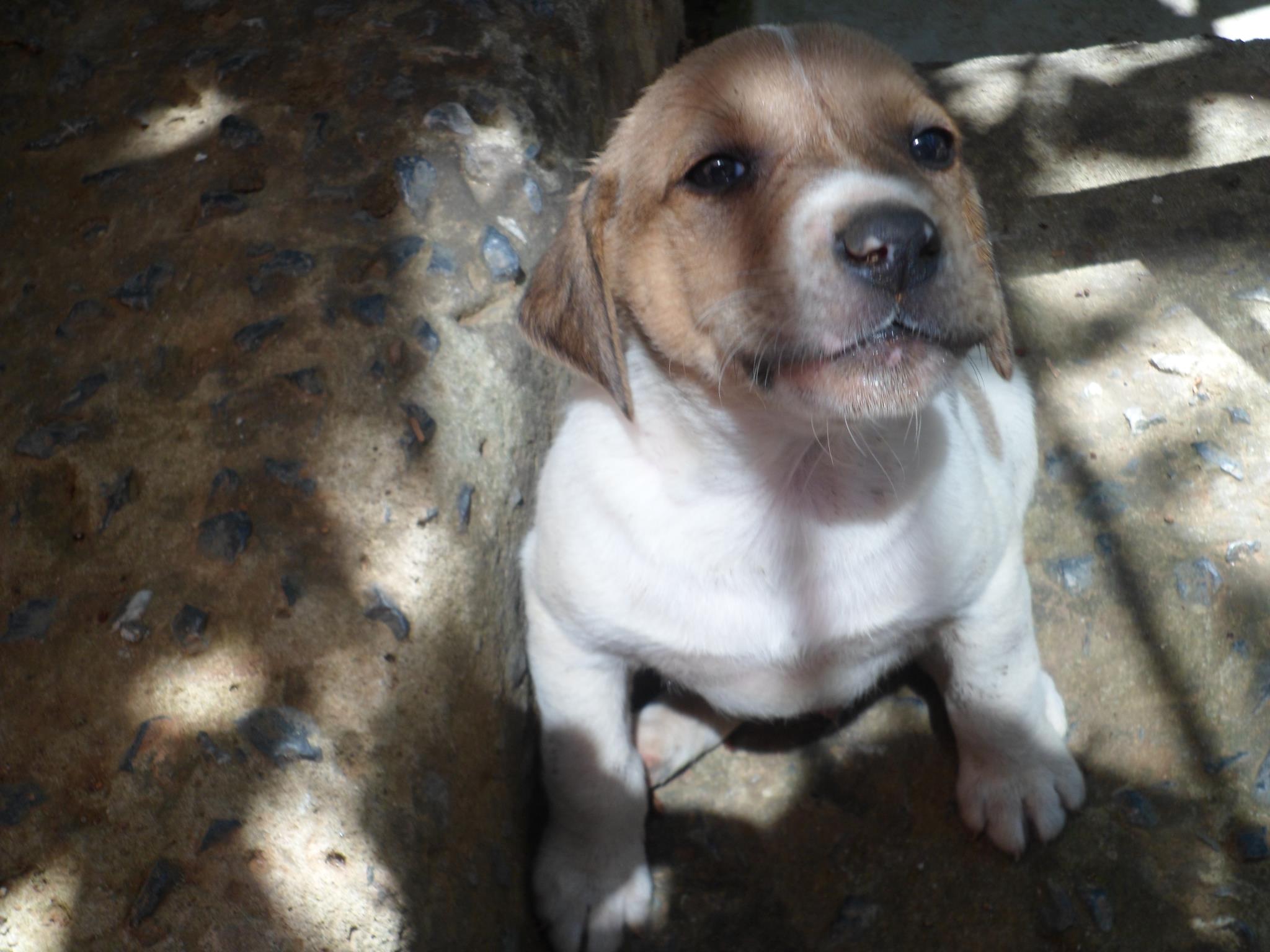 Pointer Av Köpeği | Istanbul