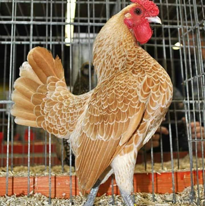 Dr Noori Poultry Association