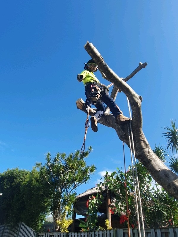 Jay Wagner Arborist for all tree services 0401431892 | Gold Coast QLD