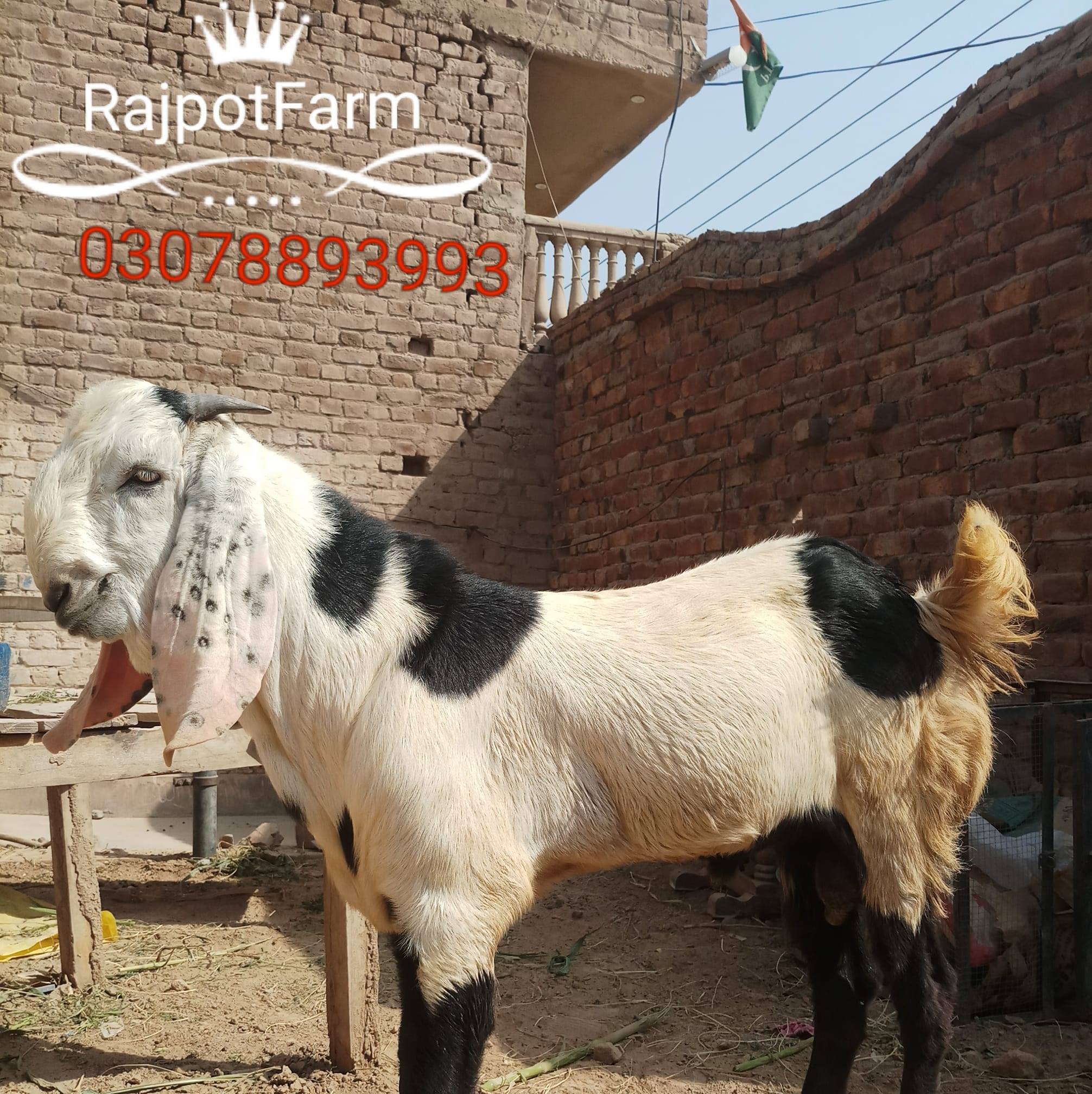 Rajpot Farm
