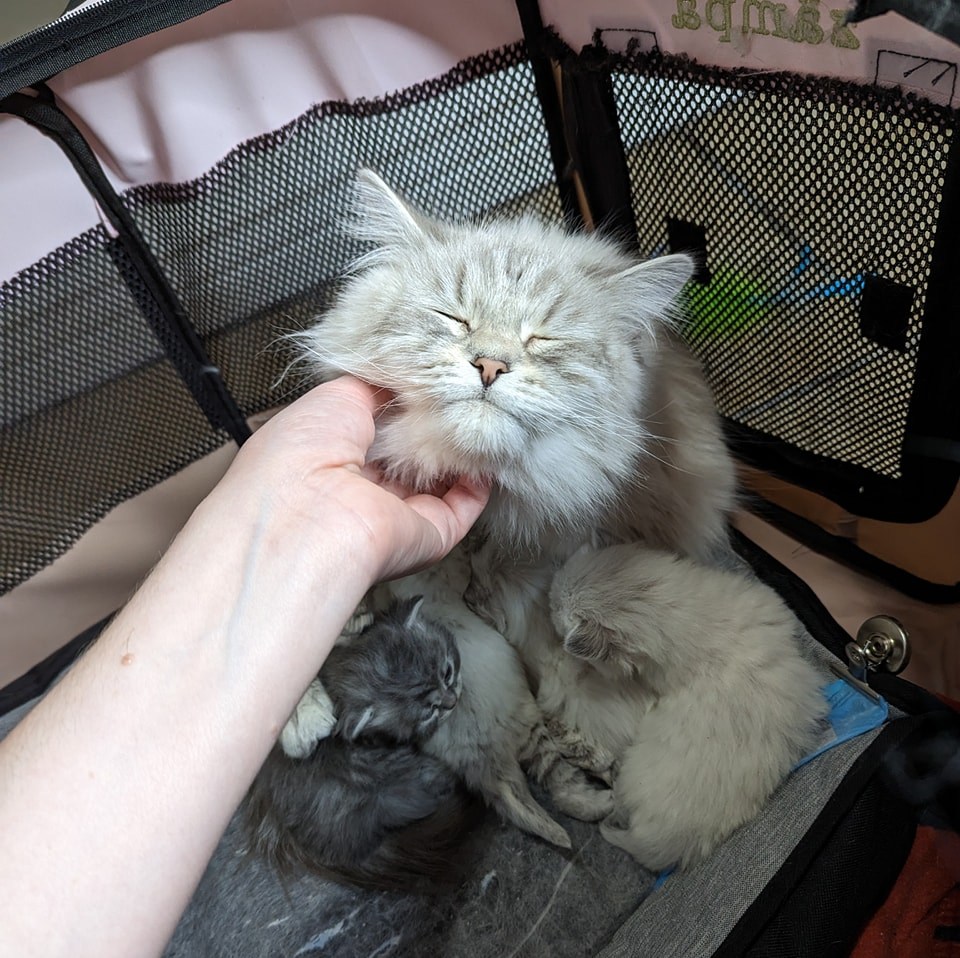Siberian Utah Cats for sale