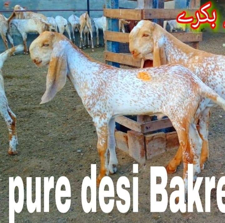 Qaiser goat farm | Hasilpur