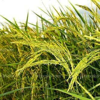 RJL Rice Production Enterprise | Malaybalay