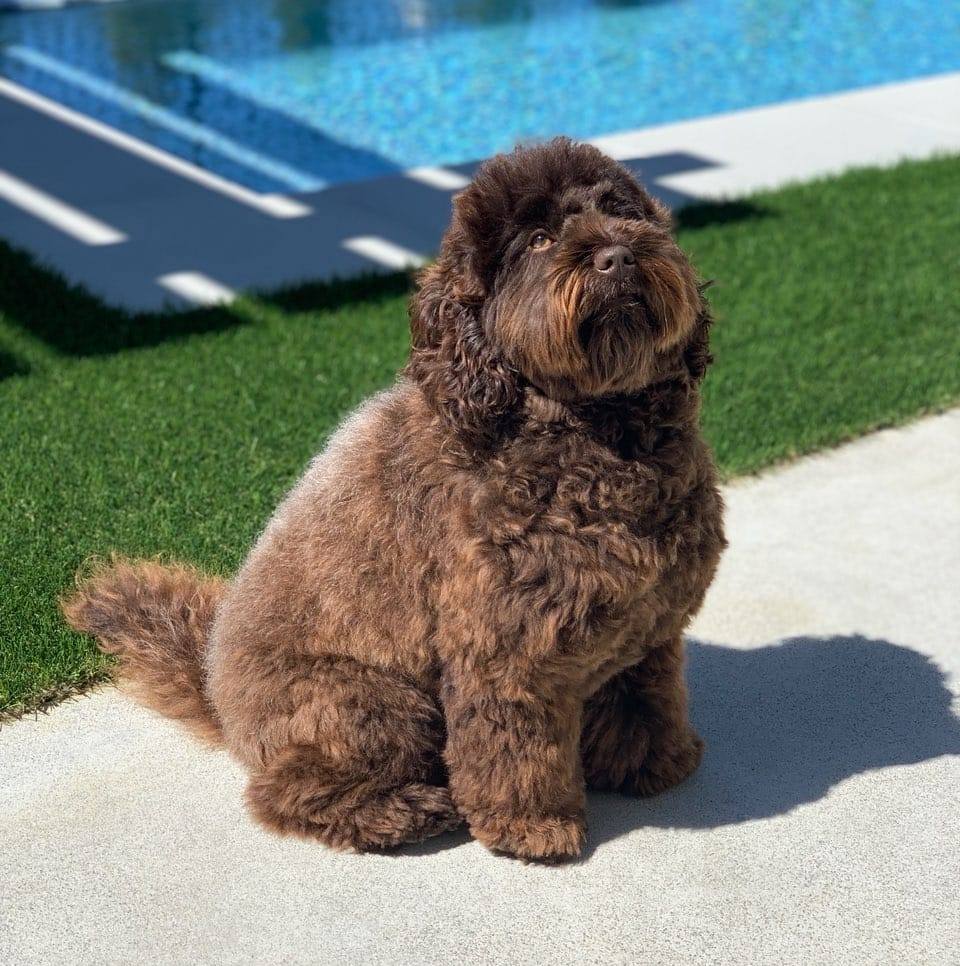 Apollo's Pet Grooming