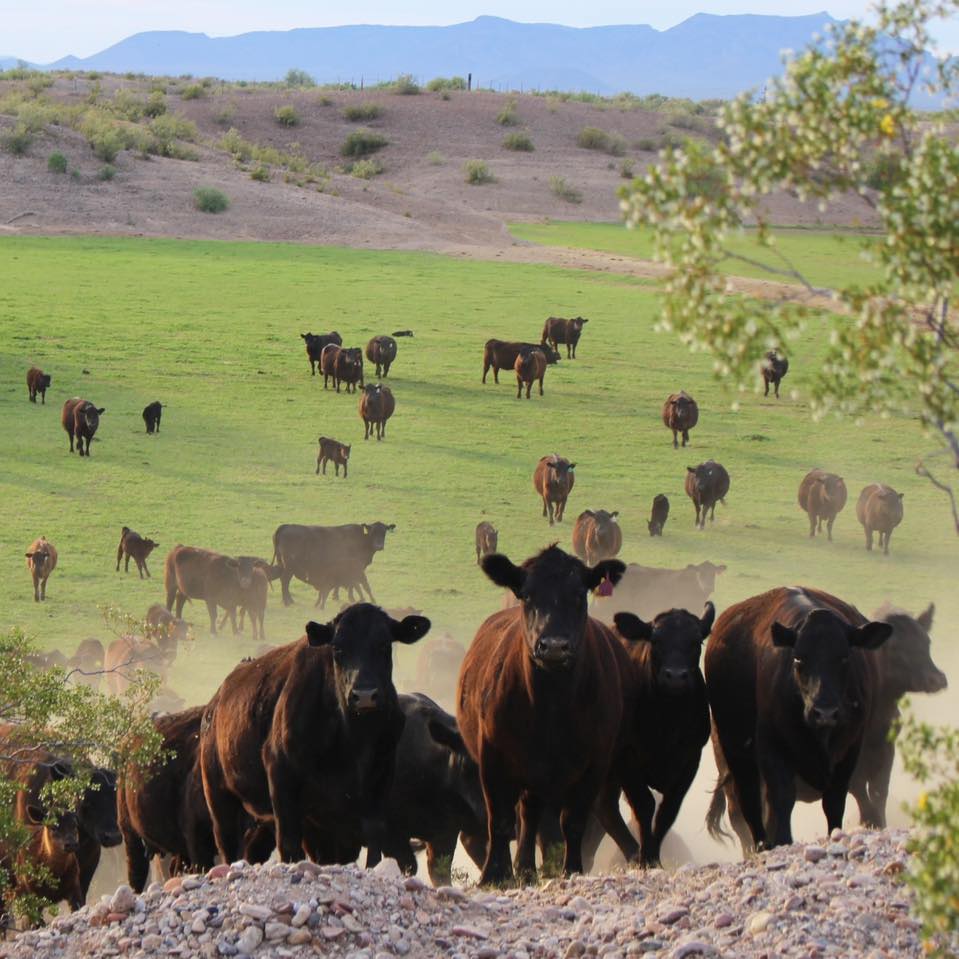 Sandelbay Ranch | Gila Bend AZ