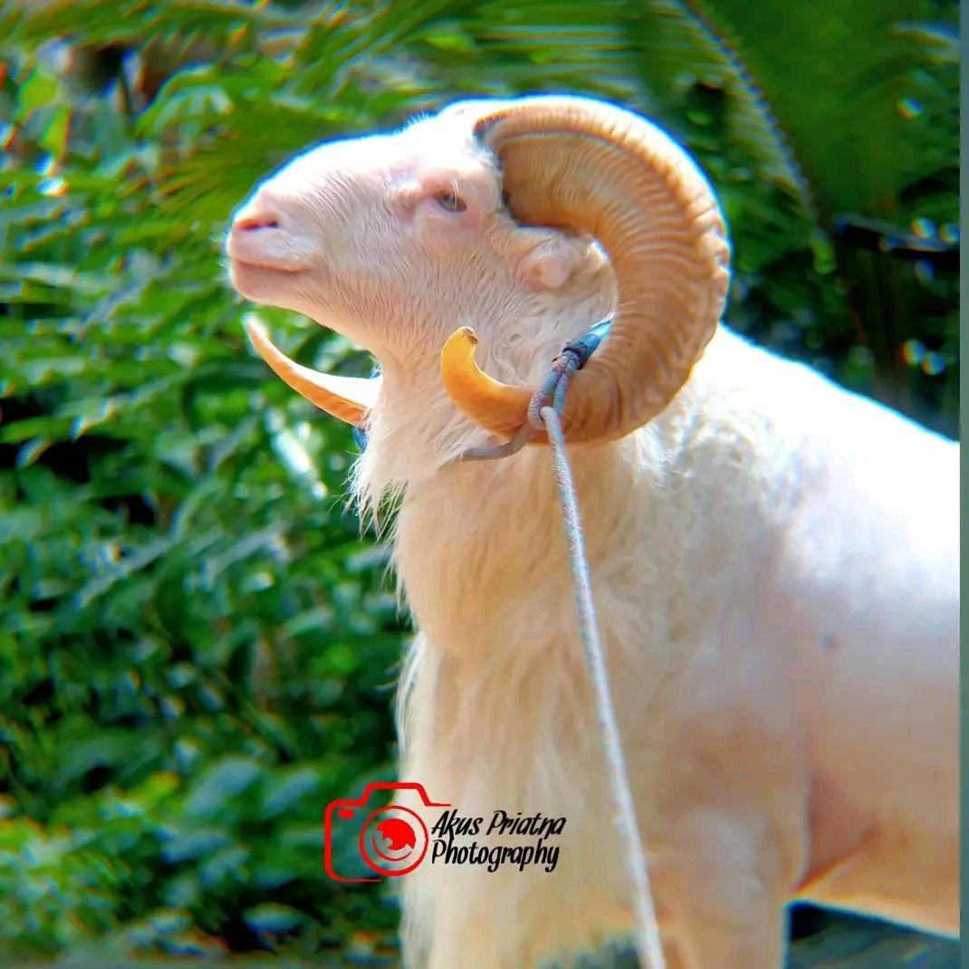 tenang Apoy Kancil Aya dunungn , #pyp | Ade Samin