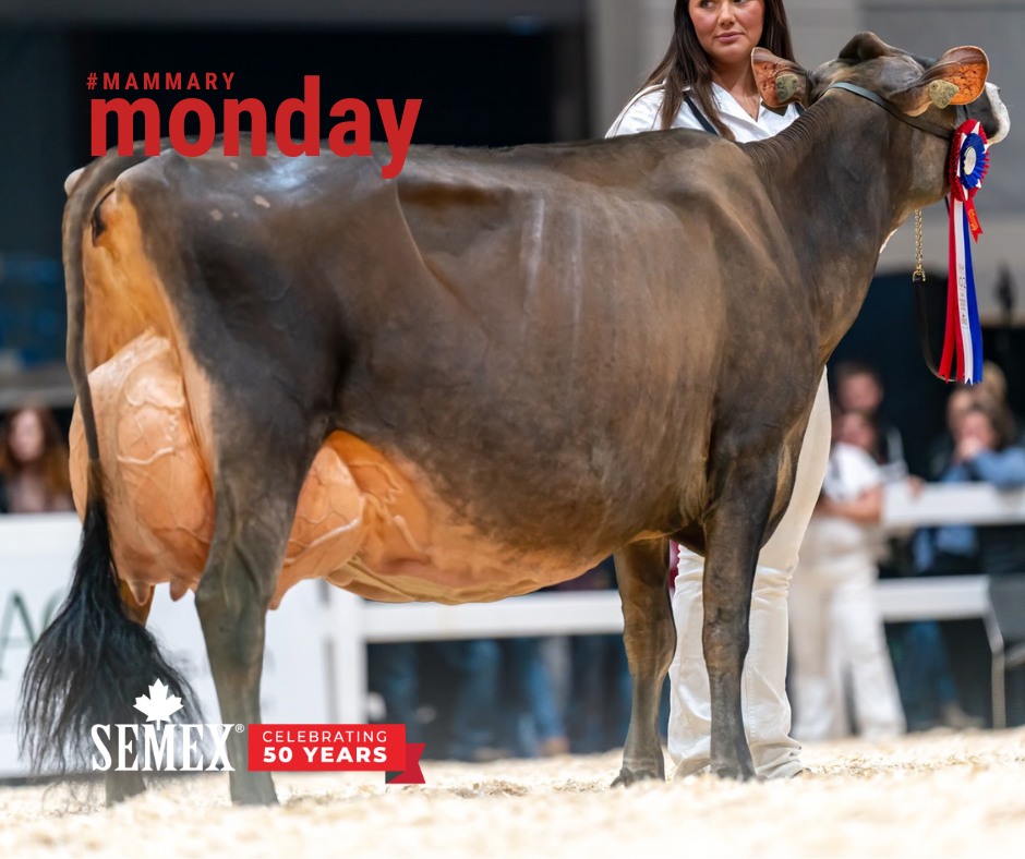 Jersey cow wins grand champion at royal show