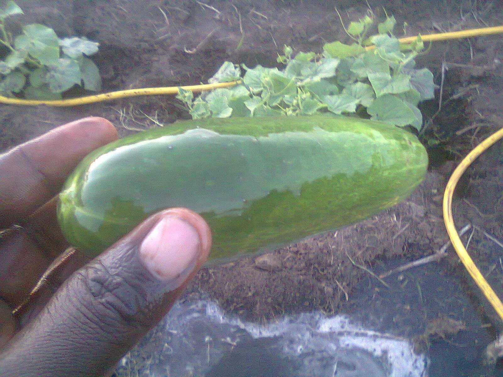 Pambe Irrigation Scheme & Crops Supply Company | Dar es Salaam