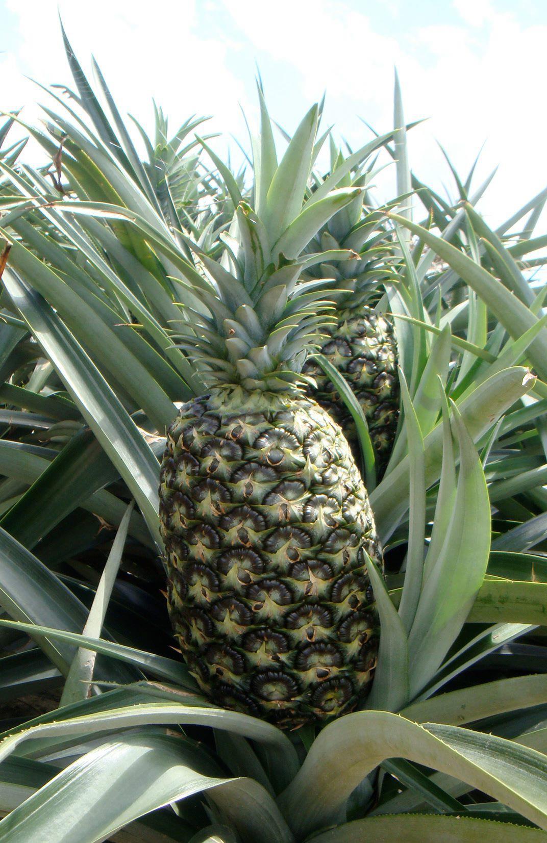 Caribbean Golden Pineapple | Cotuí