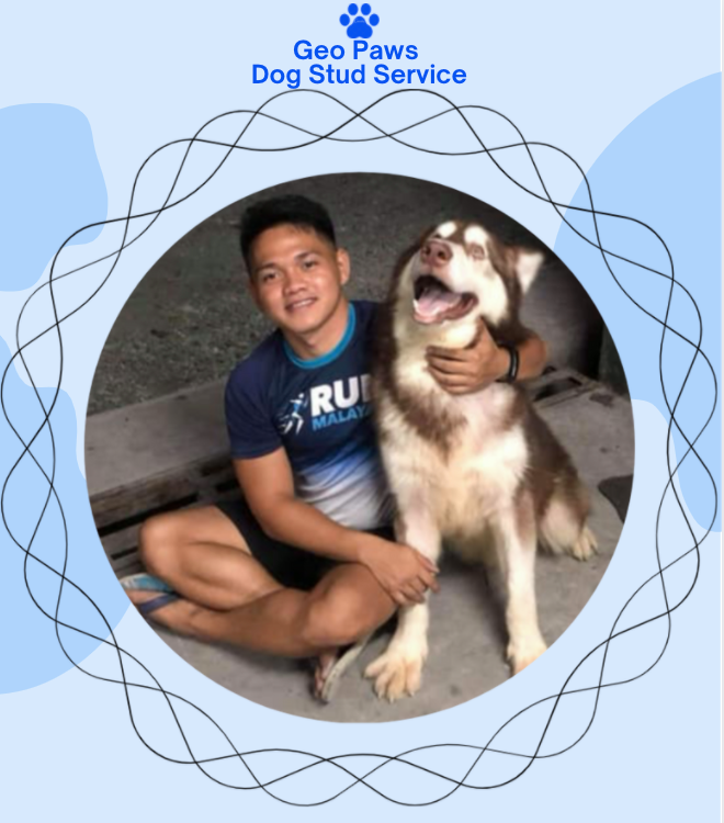 Geo Paws Dog Stud Service | Biñan