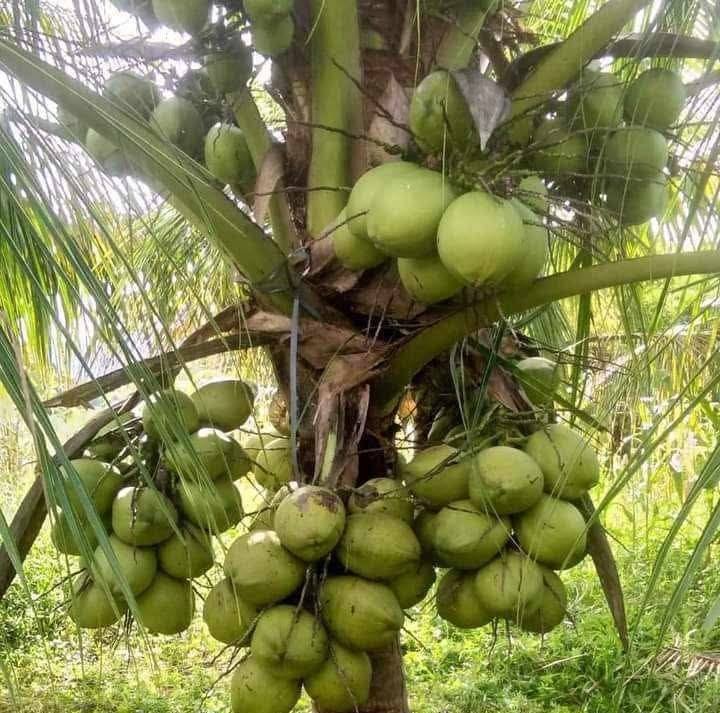 Buhay Probinsya