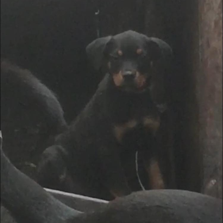 Rottweiler à kin RK