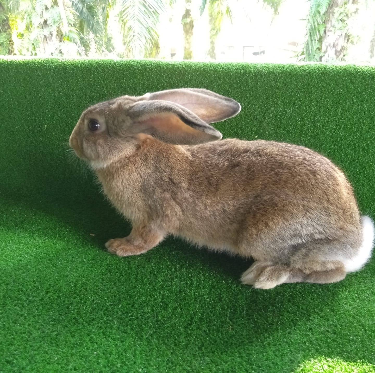 Chosen Rabbitry Farm | Rompin