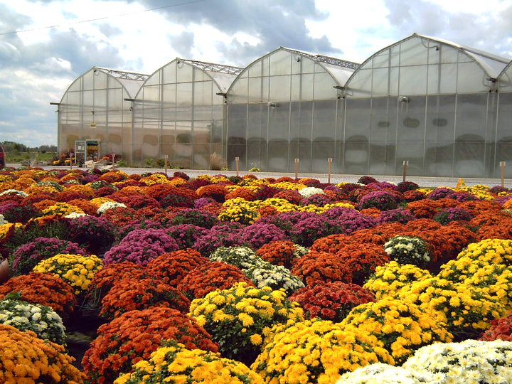 The Flower Ranch