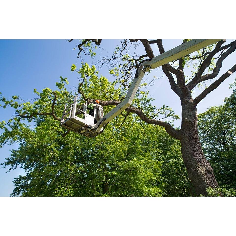 Veteran Tree Services